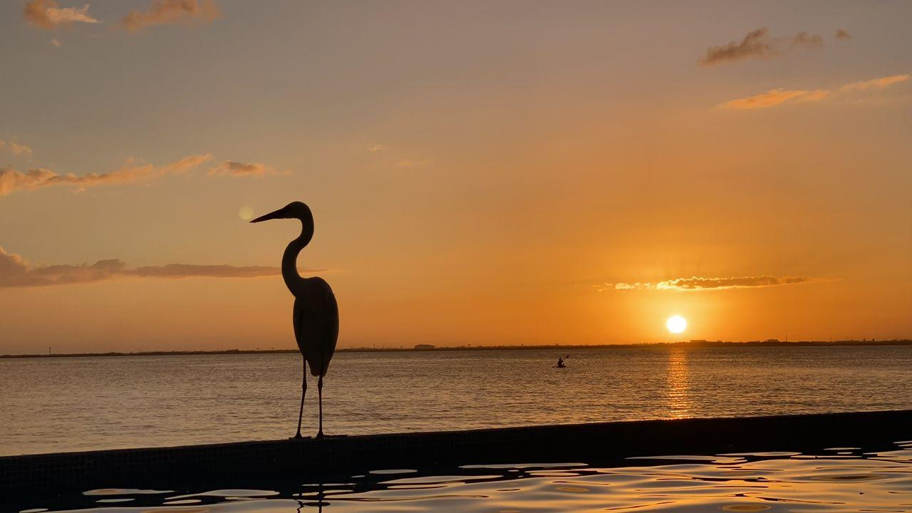 Heron by the lagoon near Casa Tortugas pool at sunset